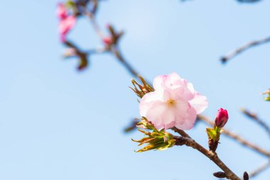Baharda arkaplan için kiraz çiçeği ya da metin için kopyalama alanı