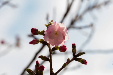 Baharda arkaplan için kiraz çiçeği ya da metin için kopyalama alanı