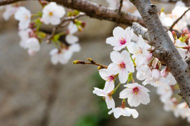 Baharda arkaplan için kiraz çiçeği ya da metin için kopyalama alanı