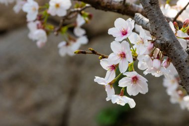 Baharda arkaplan için kiraz çiçeği ya da metin için kopyalama alanı
