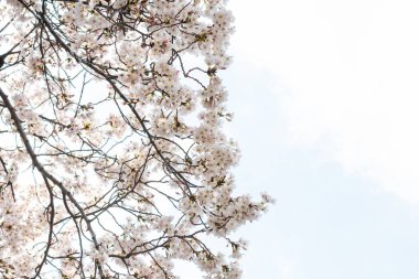 Baharda arkaplan için kiraz çiçeği ya da metin için kopyalama alanı