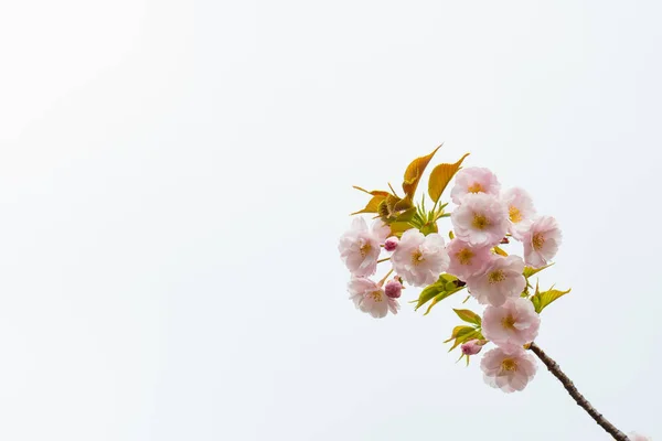 Flor Cerezo Primavera Para Fondo Espacio Copia Para Texto —  Fotos de Stock