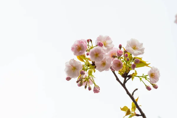 樱花在春天开花作为背景或复制文字的空间 — 图库照片