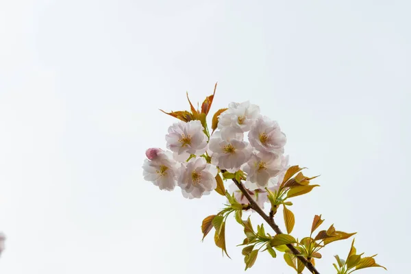 Flor Cerejeira Primavera Para Fundo Espaço Cópia Para Texto — Fotografia de Stock