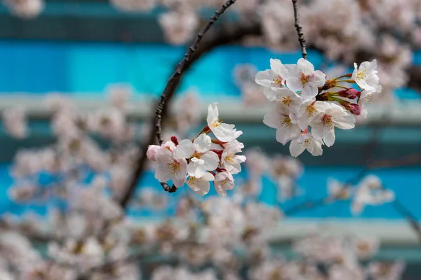 Kirschblüte Frühling Für Hintergrund Oder Kopierraum Für Text — Stockfoto