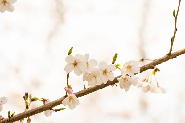 Kirschblüte Frühling Für Hintergrund Oder Kopierraum Für Text — Stockfoto