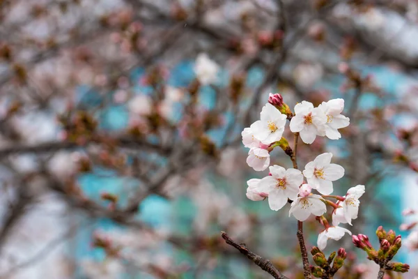 Fiori Ciliegio Primavera Sfondo Copiare Spazio Testo — Foto Stock