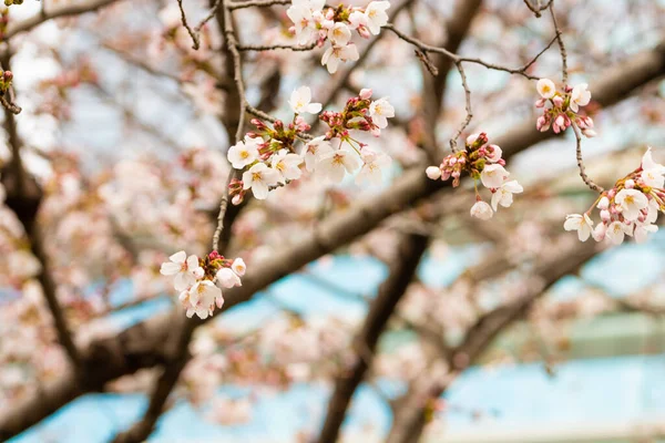 Fiori Ciliegio Primavera Sfondo Copiare Spazio Testo — Foto Stock