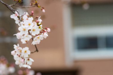 Baharda arkaplan için kiraz çiçeği ya da metin için kopyalama alanı