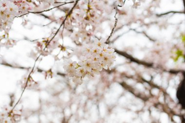 Baharda arkaplan için kiraz çiçeği ya da metin için kopyalama alanı