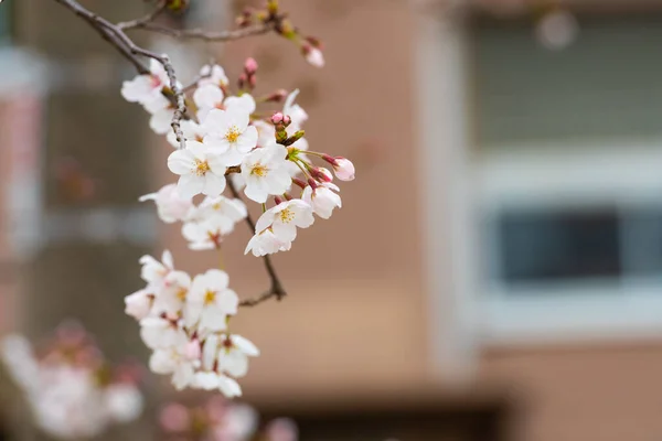 Kirschblüte Frühling Für Hintergrund Oder Kopierraum Für Text — Stockfoto