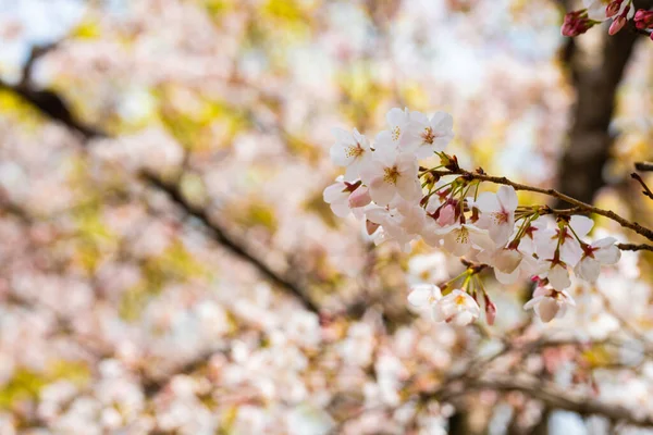 Fiori Ciliegio Primavera Sfondo Copiare Spazio Testo — Foto Stock