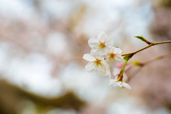 Flor Cerezo Primavera Para Fondo Espacio Copia Para Texto — Foto de Stock