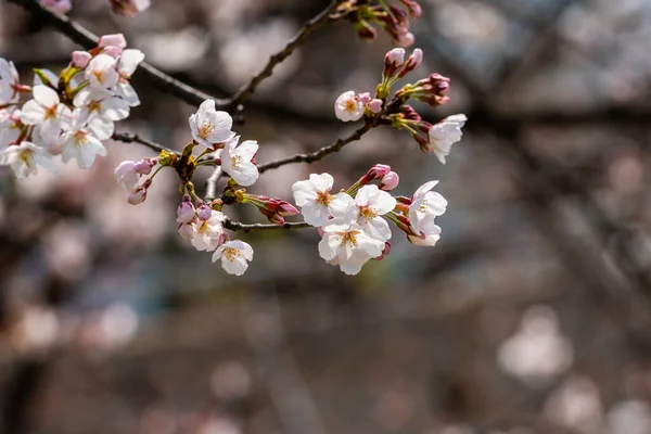 Fiori Ciliegio Primavera Sfondo Copiare Spazio Testo — Foto Stock