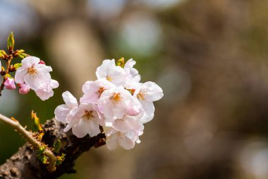 Baharda arkaplan için kiraz çiçeği ya da metin için kopyalama alanı
