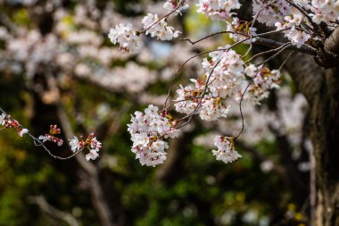 Baharda arkaplan için kiraz çiçeği ya da metin için kopyalama alanı