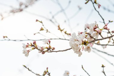 Baharda arkaplan için kiraz çiçeği ya da metin için kopyalama alanı