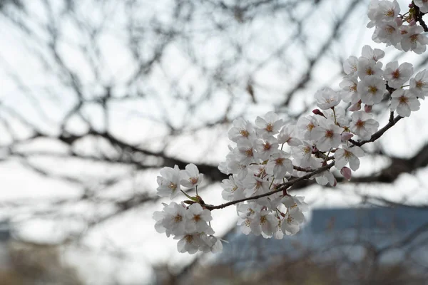 Цветение Сакуры Весной Фона Копирования Текста — стоковое фото