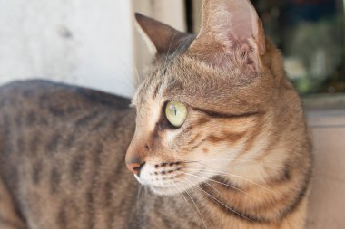 Serseri sokak kedisi kameraya bakıyor.