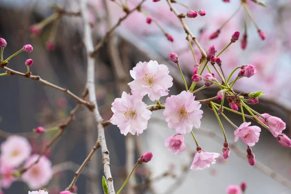 Schöne Kirschblüte Sakura Frühling — Stockfoto