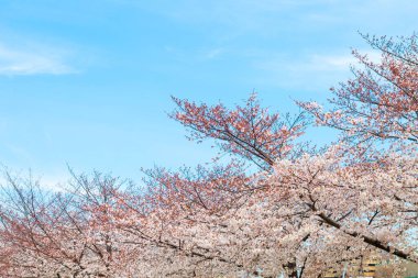 Baharda kiraz çiçeği açan kiraz sakura