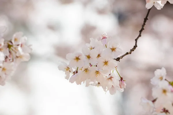 Schöne Kirschblüte Sakura Frühling — Stockfoto