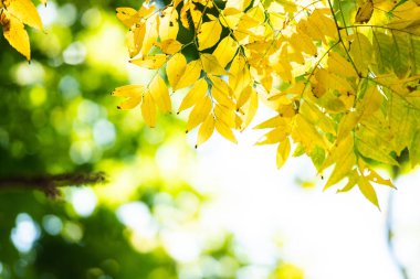 Arka planda doğal yeşil bitkiler manzarası, ekoloji, taze yaz duvar kâğıdı konsepti kullanarak arka planda yeşil yaprağın bulanık yeşillik arkaplan üzerindeki yakın doğa görüntüsü metin için metin alanı ile