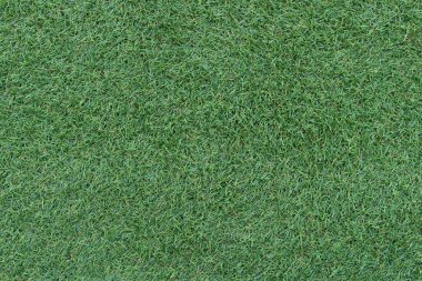 tam çerçeve yeşil çimen arkaplan 