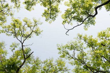 Ağaç dalı ve mavi gökyüzü ile üst görünüm