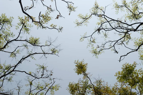 Pohled Shora Větví Stromu Modrou Oblohou — Stock fotografie