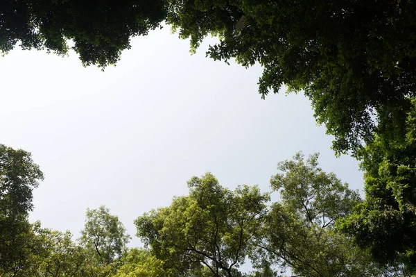 Top view with tree branch and blue sky