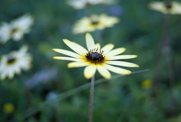 Bright Yellow Daisy Macro — Stock Photo, Image