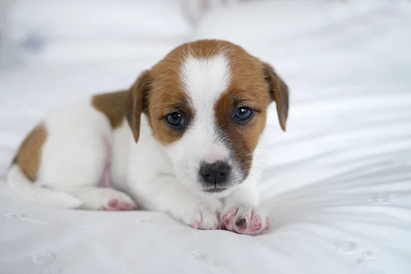 Bonito Jack Russel Terrier Cachorro — Fotografia de Stock