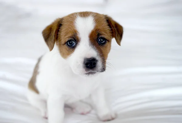 Cute Jack Russel Terrier Puppy — Stock Photo, Image