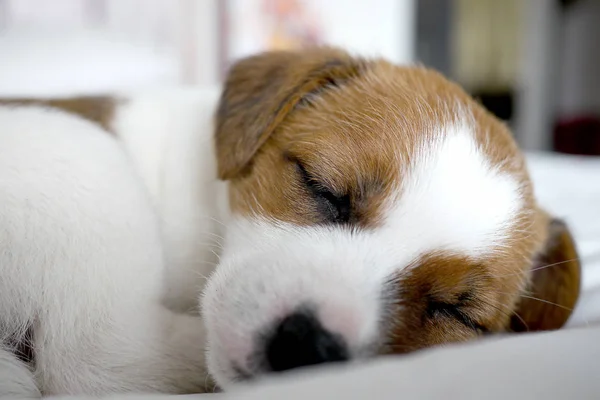 Bonito Jack Russel Terrier Cachorro — Fotografia de Stock