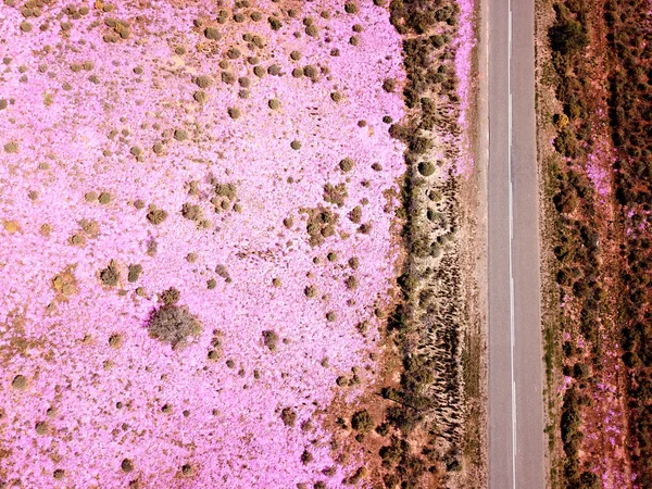 野原の明るい紫色の花の空中 — ストック写真