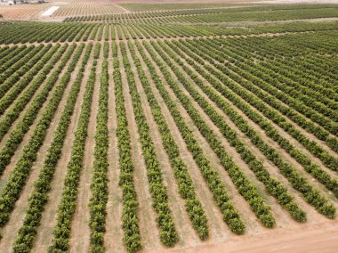 Çiftlikteki ağaç sıraları, havadan görünüm