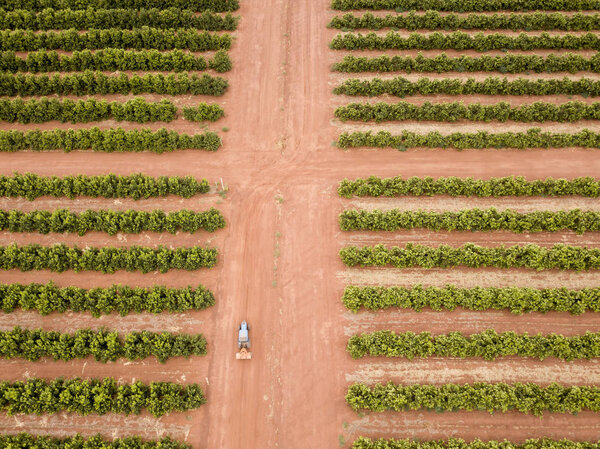Rows of trees on a farm, aerial view