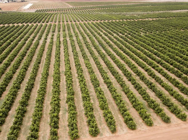 Rows of trees on a farm, aerial view — Stock Photo, Image