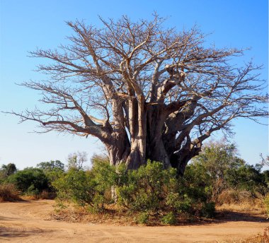 Kruger Park'ta Baobab ağacı, Güney Afrika