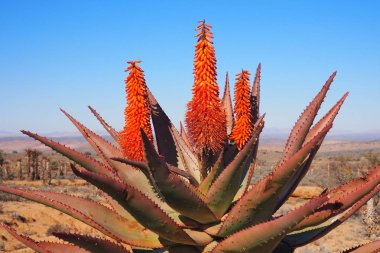 Kuru ve açık bir arazide aloe