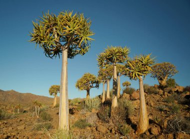 Quiver tree or Kokerboom in South Africa clipart