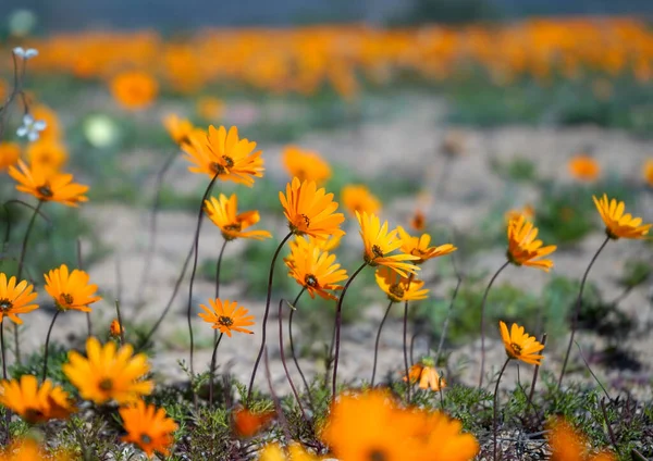 Field Bright Yellow Flowers — Stock Photo, Image