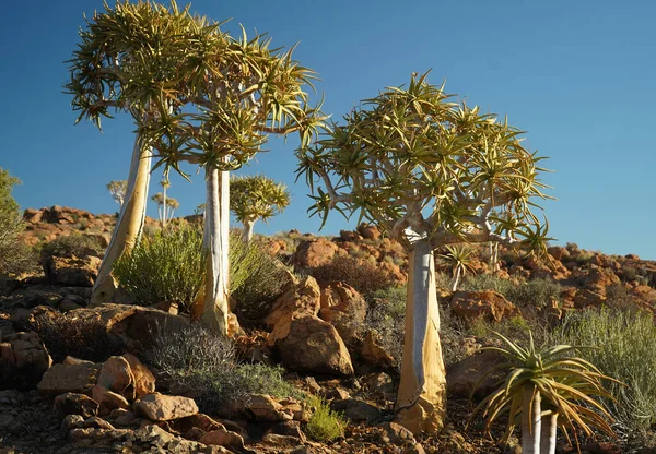 南非的Quiver树或Kokerboom — 图库照片