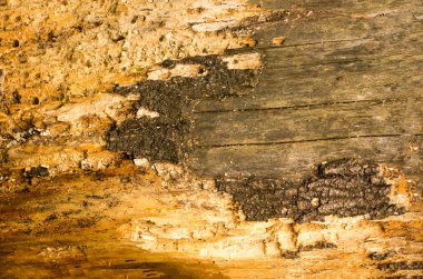 Bir çam kabuğu dokusu. Mockup. Arka plan