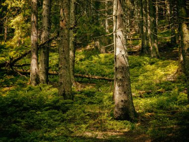Arka planda bir yol asfalt dağ manzarası