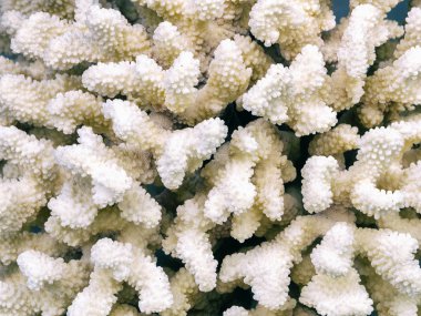 İzole mavi bir arka plan üzerinde beyaz mercan