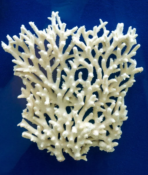 White coral isolated on a blue background