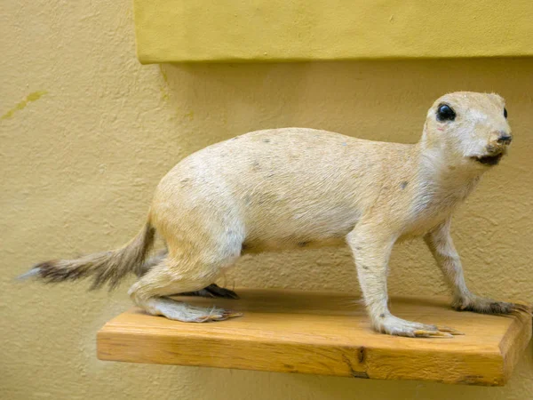 Close Meerkat Recheado Museu — Fotografia de Stock