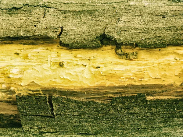 Texture Ébène Fond Bois — Photo